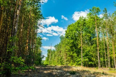  Clouds over the forest Stock Photos