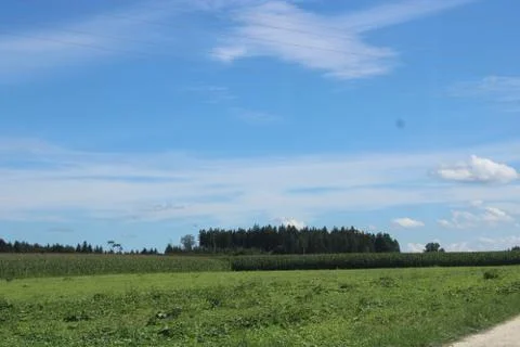 Clouds over a forest. Stock Photos