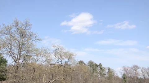 Clouds over a Forest Timelapse Stock Footage 49715051