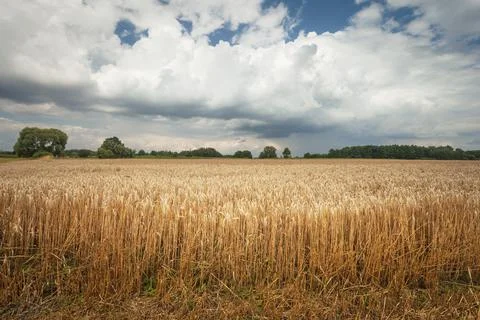 Clouds over a grain field Stock Photos