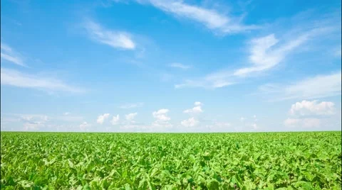 Clouds over the green field. Timelapse Stock Footage 64786483