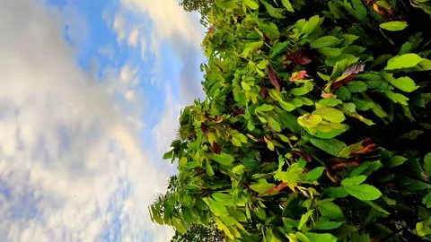 Clouds over green tree Video stock 217669244