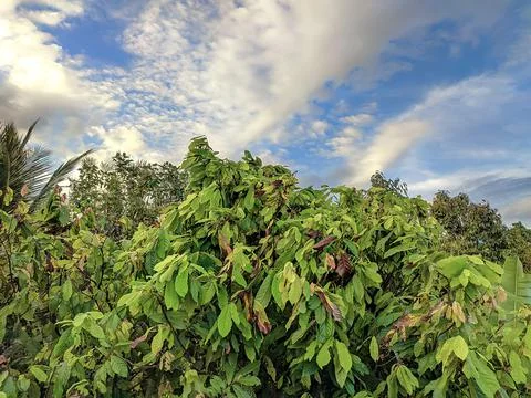 Clouds over green tree. Horizontal shot Stock Photos