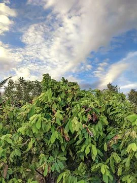 Clouds over green tree. Vertical shot Stock Photos