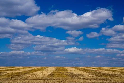 Clouds over the harvested field 写真素材