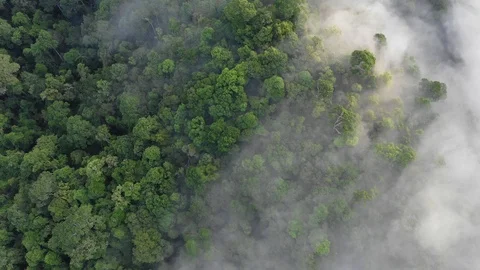 Clouds over mountain rainforest Vídeo Stock 106175269