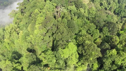 Clouds over mountain rainforest Vidéo 107759440