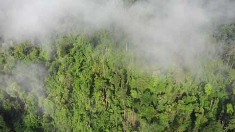 Clouds over mountain rainforest Vídeo Stock 108781462