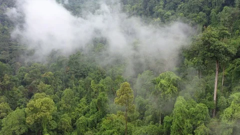 Clouds over mountain rainforest Stock Footage 129477509