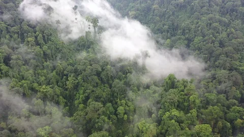 Clouds over mountain rainforest Stock Footage 129477511