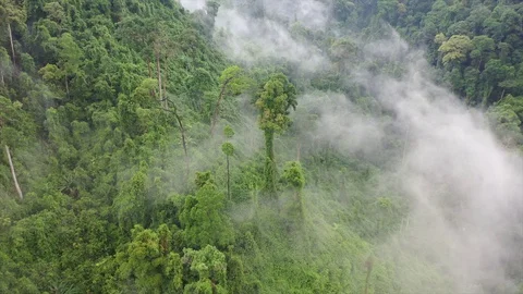 Clouds over mountain rainforest Stock Footage 129477517