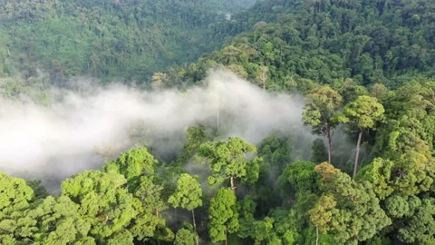Clouds over mountain rainforest Stock Footage 130539956