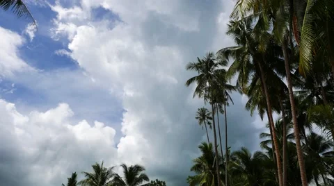 Clouds Over Palm Trees (Time Lapse) Stock Footage 51504629
