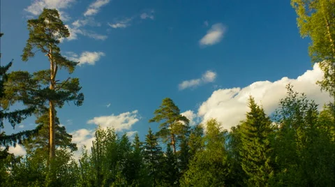 Clouds  over the pine forest Stock Footage 53889336