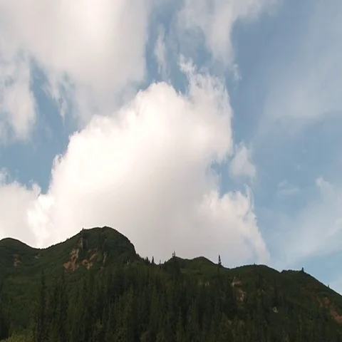 Clouds over the pine forest Stock Footage 69519769