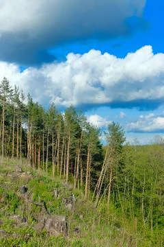 Clouds over the pine forest. Stock Photos