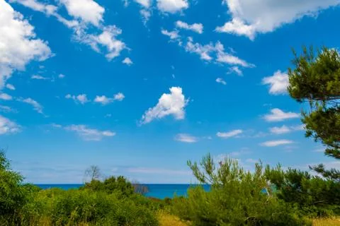 Clouds over the pine forest Stock Photos