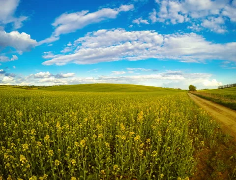 Clouds over the Rapeseed Fields. Time Lapse 4K Stock-Footage 106454128