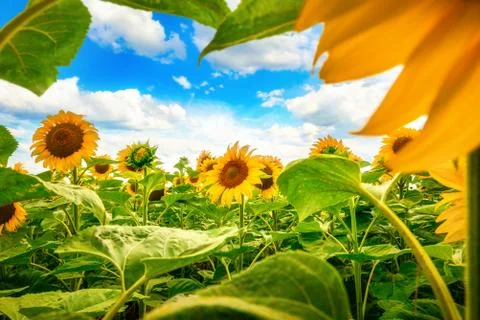 Clouds over sunflowers Stock Photos