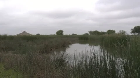 Clouds Over Swamp Stock Footage 11875409