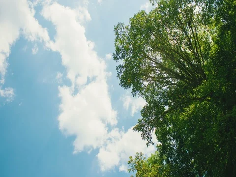 Clouds over the tree Stock Footage 71939198