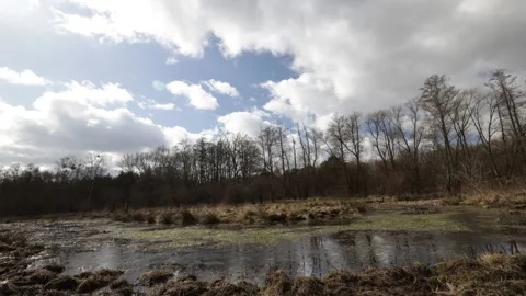 Clouds over trees and pools, sometimes an animal is visible. Stock Footage 236943715