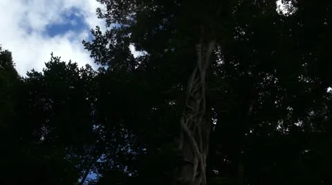 Clouds over trees Stock Footage 11273776