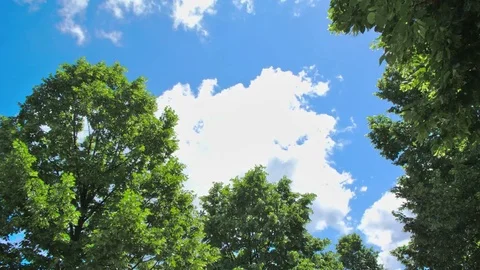 Clouds over trees Video stock 76566532