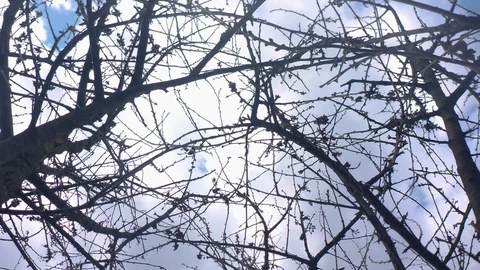 Clouds over Trees Stock Footage 126633624