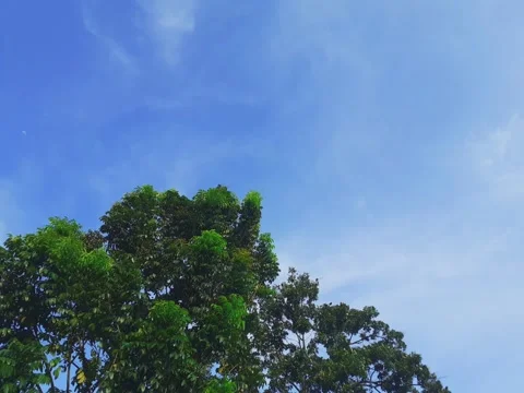 Clouds over trees Stock Footage 264314862