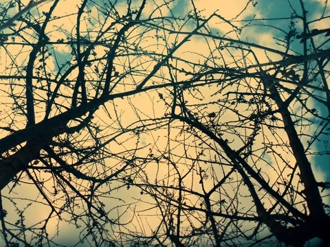 Clouds over Trees - Time lapse Stock Footage 126633630