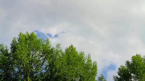 Clouds over the treetops. Stock Footage 10913274