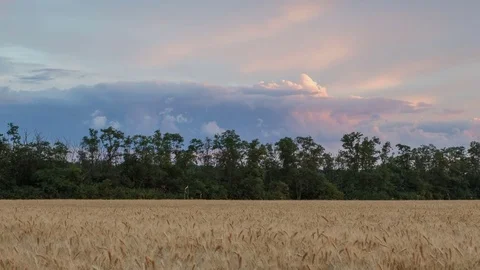 Clouds over the vast fields of ripe wheat in the middle of summer at sunset Stock Footage 77730624