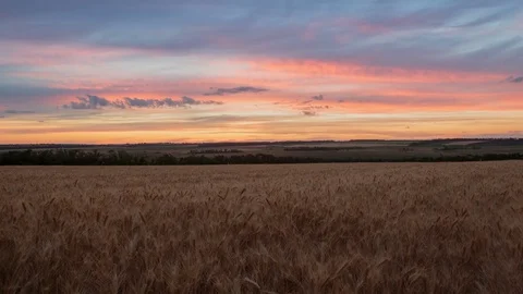 Clouds over the vast fields of ripe wheat in the middle of summer at sunset Stock Footage 77730759