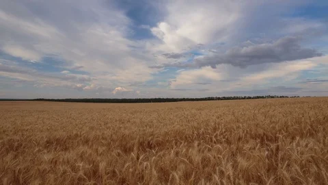 Clouds over the vast fields of ripe wheat in the middle of summer at sunset Stock Footage 77731088