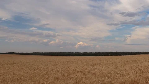 Clouds over the vast fields of ripe wheat in the middle of summer at sunset Stock Footage 77731199