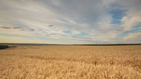 Clouds over the vast fields of ripe wheat in the middle of summer at sunset Stock Footage 77731495