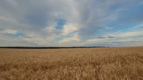 Clouds over the vast fields of ripe wheat in the middle of summer at sunset Stock Footage 77731735