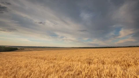 Clouds over the vast fields of ripe wheat in the middle of summer at sunset Stock Footage 77732060