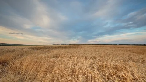 Clouds over the vast fields of ripe wheat in the middle of summer at sunset Stock Footage 77732460
