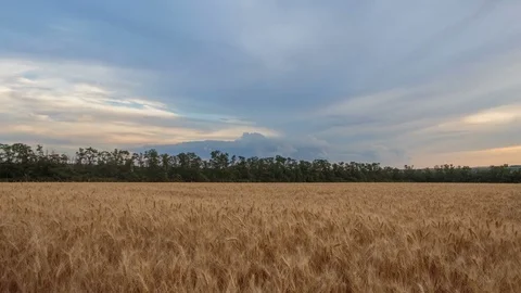 Clouds over the vast fields of ripe wheat in the middle of summer at sunset Stock Footage 77732679