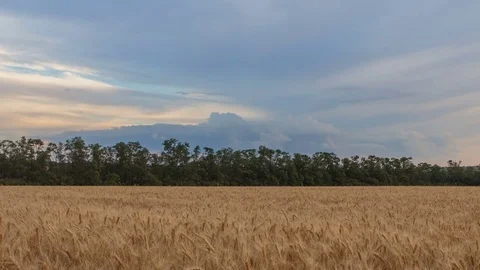 Clouds over the vast fields of ripe wheat in the middle of summer at sunset Stock Footage 77732734