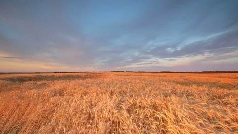 Clouds over the vast fields of ripe wheat in the middle of summer at sunset Stock Footage 77732899