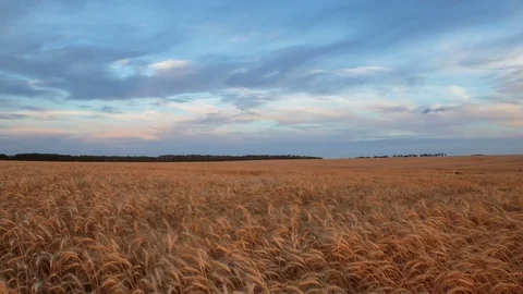 Clouds over the vast fields of ripe wheat in the middle of summer at sunset Stock Footage 77733186