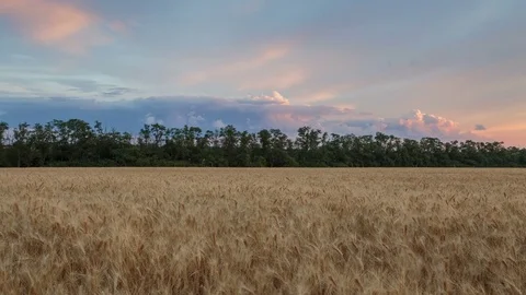 Clouds over the vast fields of ripe wheat in the middle of summer at sunset Stock Footage 77733543