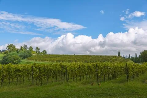 Clouds Over The Vineyard Stock Photos