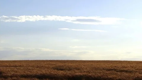 Clouds over a wheat field. Vídeo Stock 75864051