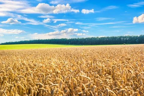 Clouds over wheat field Stock Photos