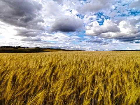 Clouds over a wheat field Stock Photos