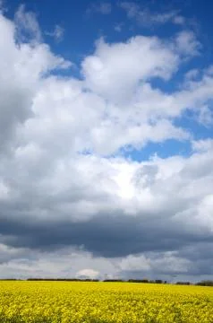 Clouds over a yellow rape field that can be used for biodiesel. Stock Photos